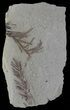 Metasequoia (Dawn Redwood) Fossil - Montana #62320-2
